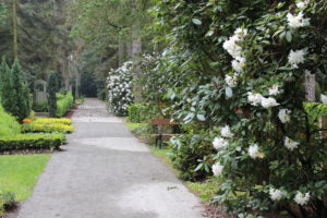 Weißer Rhododendron auf dem Südfriedhof Leipzig