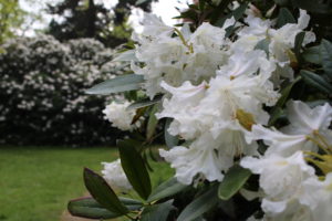 großblütiger Rhododendron in weiß