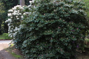 Weiß und violett blühende Rhododendren