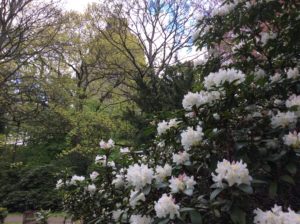 weiße Rhododendron im Hintergrund das Völkerschlachtdenkmal