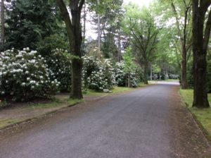 Weißer Rhododendron auf dem Südfriedhof Leipzig