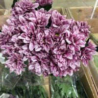 Chrysantheme 'Stylist Pink'