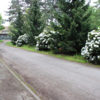 Weg mit Rhododendron verschönert