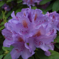 Liliblühender Rhododendron