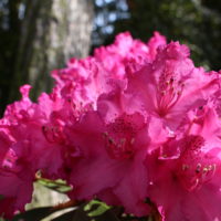 Rotblühender Rhododendron
