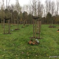Das Baumgrab - Grabgestaltung